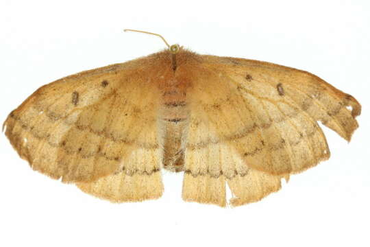 Anthela repleta (Walker 1855)的圖片