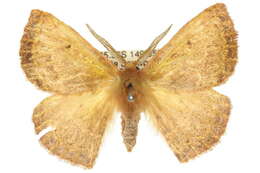 Image of Anthela repleta (Walker 1855)