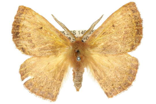 Image de Anthela repleta (Walker 1855)