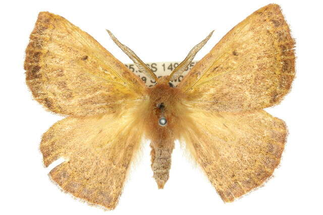 Anthela repleta (Walker 1855)的圖片