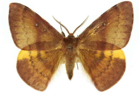 Image of Anthela postica (Walker 1855)