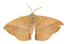 Image of Anthela directa (Walker 1862)