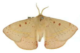 Image of Anthela directa (Walker 1862)