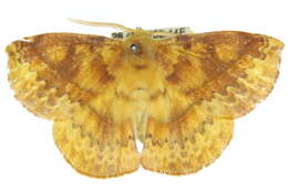 Image of Anthela directa (Walker 1862)