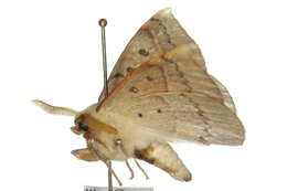 Image of Silkworm, Sphinx, and Royal Moths