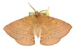 Image of Anthela acuta (Walker 1855)