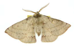 Image of Anthela acuta (Walker 1855)