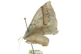 Image of Anthela acuta (Walker 1855)