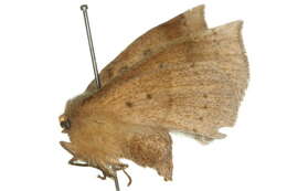 Image of <i>Anthela rufifascia</i>