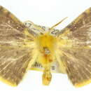 Image of Anthela callixantha (Lower 1902)