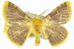 Imagem de Anthela callixantha (Lower 1902)