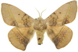 Image of Anthela varia (Walker 1855)