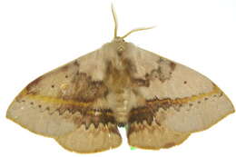 Image of Anthela varia (Walker 1855)