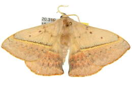 Image of Anthela varia (Walker 1855)