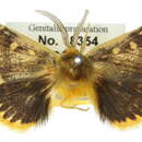 Image of Anthela ostra Swinhoe 1903