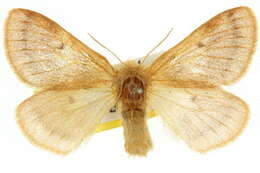 Image of Anthela