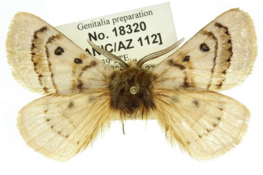 Image of Anthela ochroptera (Lower 1892)