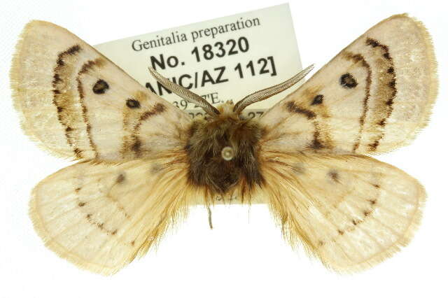 Image of Anthela ochroptera (Lower 1892)