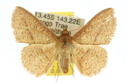 Image of Striglina cinnamomea Rothschild 1915