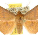 Image of Aglaopus floccosa Warren 1905