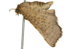 Image of Aglaopus innotata Warren 1904