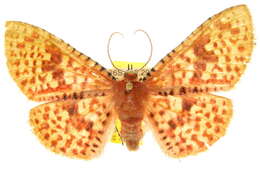 Image of Aglaopus gemmulosa Whalley 1976