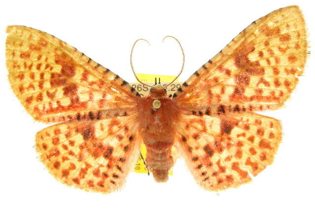 Image of Aglaopus gemmulosa Whalley 1976