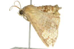 Image of Canaea hyalospila Lower 1894