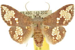 Image of Canaea hyalospila Lower 1894