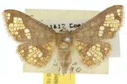 Image of Canaea semitessellalis Walker (1866)