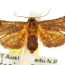 Image of Abrotesia griphodes Turner 1915