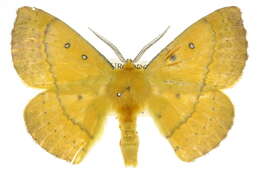 Image of Anthela nicothoe (Boisduval 1832)