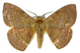 Image of Anthela nicothoe (Boisduval 1832)