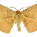 Image of Anthela