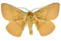 Image of Anthela