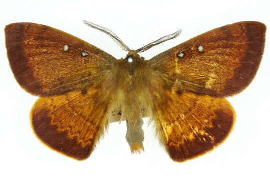 Image of Anthela connexa (Walker 1855)