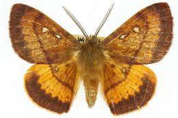 Image of Anthela connexa (Walker 1855)