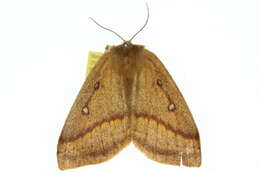 Image of Anthela connexa (Walker 1855)