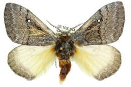 Imagem de Anthela xantharcha (Meyrick 1891)