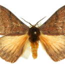 Image of Anthela