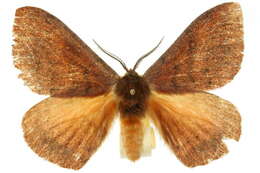 Image of Anthela