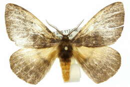 Image of Anthela