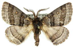 Image of Anthela tetraphrica Turner 1921