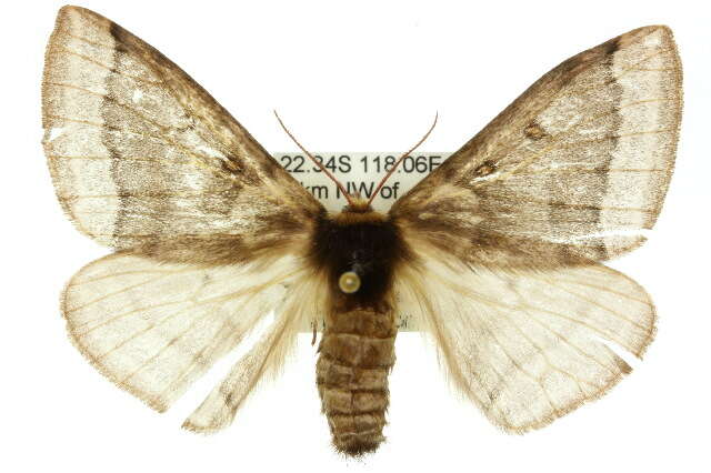 Image of Anthela tetraphrica Turner 1921