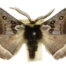 Image of Anthela