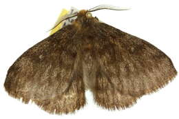 Image of Anthela