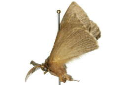 Image of Anthela clementi (Swinhoe 1902)