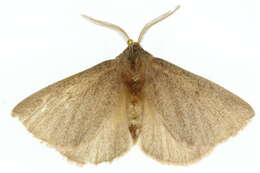 Image of Anthela clementi (Swinhoe 1902)