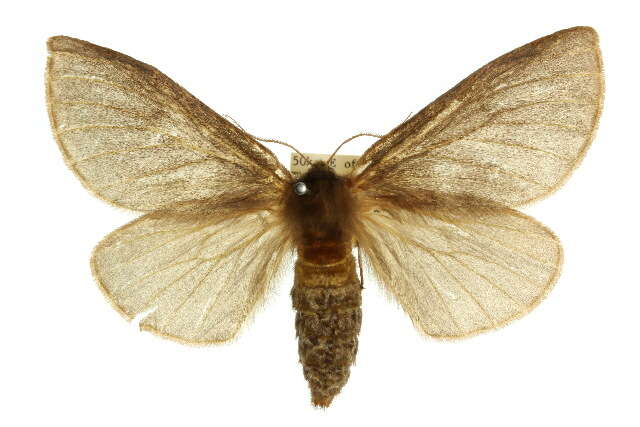 Image of Anthela clementi (Swinhoe 1902)