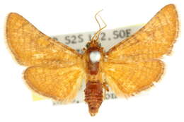 Image of Abrotesia griphodes Turner 1915